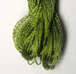 521-Maidenhair
